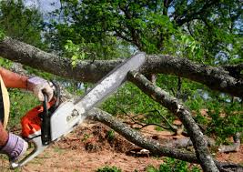 Best Root Management and Removal  in Lebanon, PA