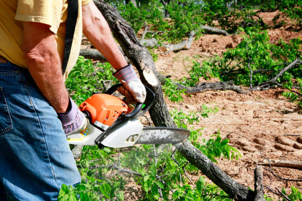 How Our Tree Care Process Works  in  Lebanon, PA